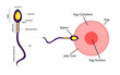 Human sexual reproductive system, Woman egg and man sperm anatomy structure with naming,