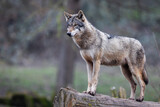 Fototapeta Sawanna - A grey wolf resting in the forest
