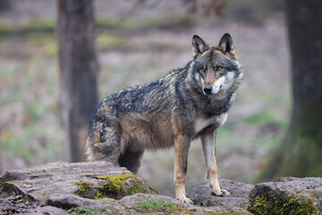 Wall Mural - A grey wolf resting in the forest