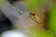 Libelle im Dschungel von Borneo