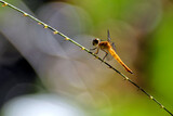 Fototapeta Sawanna - Libelle im Dschungel von Borneo