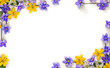 Violet blue flowers hepatica, white and yellow flowers anemone on a white background with space for text. Top view, flat lay