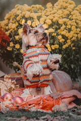  Yorkshire Terrier wearing a sweater in the autumn background. Dog with pumpkin and Fall decorations. Dressed dog. Cute pet. Accessories for dogs