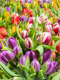 Fototapeta Tulipany - Beautiful colorful tulips background .Spring flowers background 
