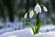 Snowdrop flower in snow generative ai