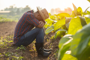 Wall Mural - Fail, unsuccessful or very tired farmer concept. Asian farmer is working in the field of tobacco tree, sitting and feeling quite bad, sick and headache