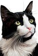 Illustration head of tuxedo cat with white background 
generative ai
