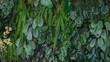 Green leaf background. Herb wall, plant wall, natural green wallpaper and background. nature wall. Nature background of green forest	