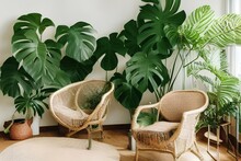 Cozy Eco-house With Room With Rattan Chairs, Jute Rugs On The Floor And Giant Monstera Deliciosa Plant. Natural Sustainable Materials In Eco-friendly Interior Design - Generative Ai
