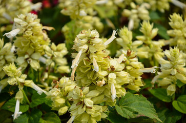 Yellow salvia splendens in the park.