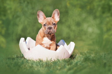 Wall Mural - French Bulldog dog puppy sitting in egg shell on grass with copy space