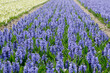 blue hyacinths on hyacinth field in spring