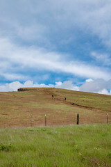 Wall Mural - Grassy Hillside Trail Blue Sky at Coyote Wall in the Columbia River Gorge in Oregon & Washington