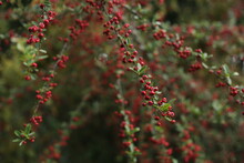 Red Berry Or The Firethorn