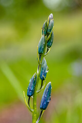 Sticker - Closed Camas in Spring at Carnassia Nature Preserve - Portland, OR