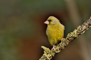  verderón común en una rama con liquenes (Chloris chloris)​ Marbella, Andalucia España