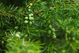 Fototapeta Do akwarium - Juniper branch with berries. Juniperus communis. Background. Closeup. Small depth of field