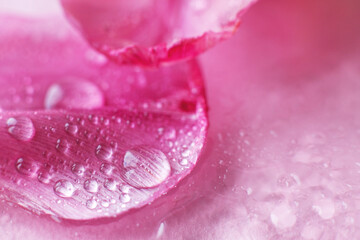 Wall Mural - close up pink fresh flowers petals of tulips with water drops, wet petals, natural spring background