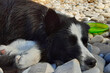 © Sara - Border collie che dorme in spiaggia al mare a Diano Marina in Liguria, animali e viaggi in Italia