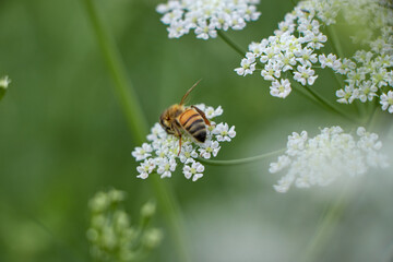 Bee collects pollen for honey. Anise flower field. caraway flower t. Fresh medicinal plant. Seasonal background. Blooming cumin field background on summer sunny day.