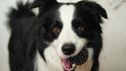 Wall Mural - Pet activity. Funny puppy dog border collie holding toy ball in mouth at home indoors. Purebred pet dog wants to playing with owner. Love for pets friendship companion concept