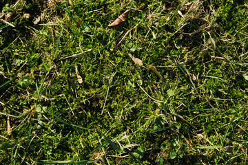 Wall Mural - Green moss closeup texture. Moss in sunlight. Forest ground macro background. Moss growing on stone. Turf texture. Foliage green plant pattern. Lichen detailed macro backdrop.