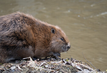 Eurasian beaver (Castor fiber) on the edge of a river in Romania. Romanian mammals. 