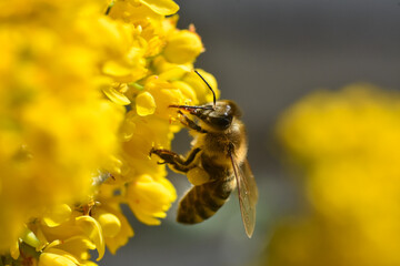 Wall Mural - Honey bee collecting pollen at yellow flower. Close up of honey bee pollinate yellow flower, summer and spring backgrounds