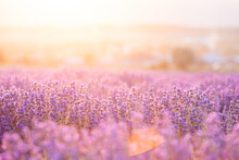 Lavender Bushes Closeup On Sunset. Sunset Gleam Over Purple Flowers Of Lavender. Provence Region Of France.