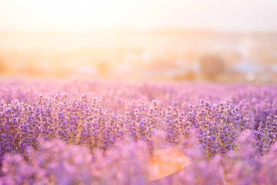 lavender bushes closeup on sunset. sunset gleam over purple flowers of lavender. provence region of 