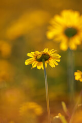 Poster - Wild yellow flower at sunset