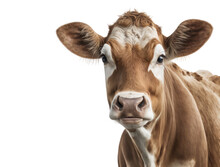 Cow Isolated On White, Transparent Background, PNG, Generative Ai