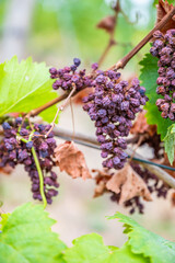 Shriveled bunches of purple colored grapes, too much sun and heat, bad weather, hanging on a vine plant, bad harvest, vineyard