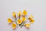 Fototapeta Tulipany - Crocus Flower Background - Cheerful yellow crocus flowers against a soft beige background - Generative AI technology