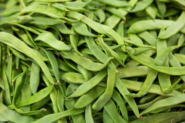 Wall Mural - Abundance of raw green beans. Young, unripe pods of bean.