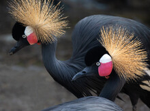 Close-up Of Two Gray Crowned Cranes, South Africa