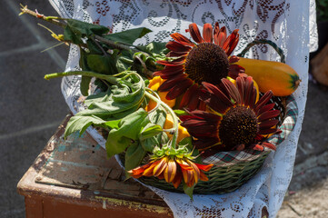 Wall Mural - basket on a chair with ripe yellow pumpkin and brown unique sunflowers, harvest 