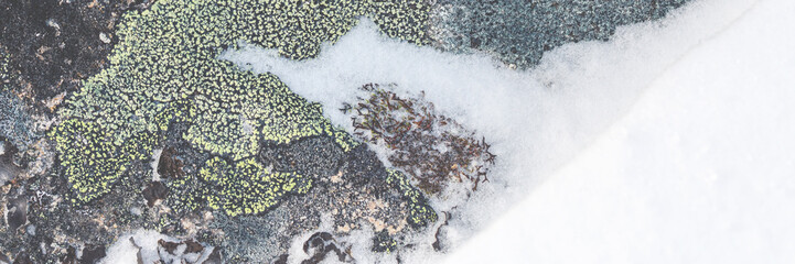 Wall Mural - Lichen stone in the snow. Natural winter background. Closeup top view. The nature of the Arctic. Polar region.