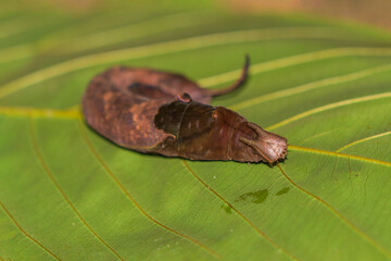 Wall Mural - Butterfly larvae in the Amazon rainforest