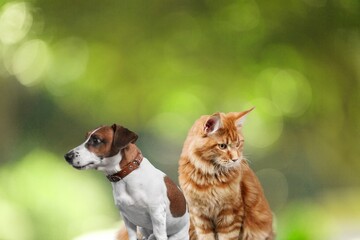 Cute young smart cat and dog pet