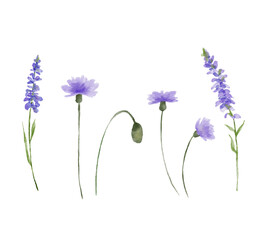 Wall Mural - Hand drawn flower lavender. Watercolor wildflowers sketch isolated on white