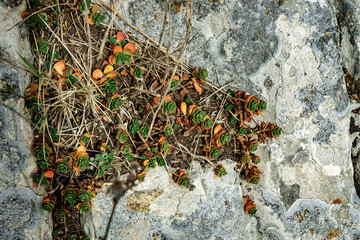 Green grass on the slope of a high mountain. Small plants grow among the rocks on a rocky mountain on a sunny day.