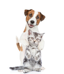 Poster - Young Jack russell terrier puppy hugs tabby kitten. Pets stand together in front view and look at camera. isolated on white background