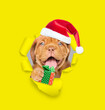 Happy Mastiff puppy wearing red santa hat looking through a hole in yellow paper and holding gift box