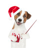 Jack russell terrier puppy wearing santa hat holds gift box and points away on empty space. isolated on white background