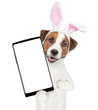 Jack russell terrier puppy wearing easter rabbits ears holds big smartphone with white blank screen in it paw, showing close to camera. isolated on white background