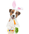 Jack russell terrier puppy wearing easter rabbits ears holds basket of  painted eggs and eats carrot. Isolated on white background