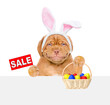 Smiling puppy wearing easter rabbits ears looks from behind empty white banner holds basket of painted eggs and shows signboard with labeled 