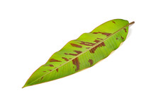 Banana Leaf With Green And Brown Color, Spotted Banana Leaf On White Background.