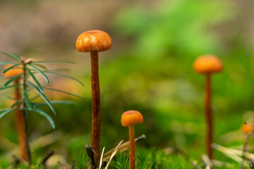 Wall Mural - Mushroom in the nature forest